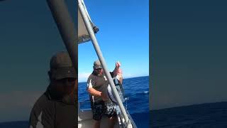 Solid Gascoyne Goldbandfishing commercialfishing linecaught wildcaught [upl. by Kendry]