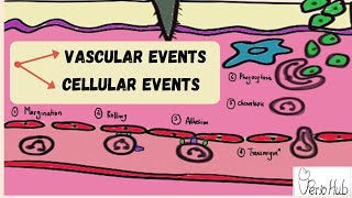 INFLAMMATION ‖ Vascular and Cellular steps of Inflammation ‖ Acute Inflammation ‖ Dr Sneha [upl. by Carolle931]