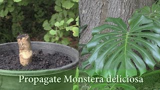 How to Grow Monstera deliciosa from Cuttings  Propagate Swiss Cheese Plant [upl. by Sucitivel113]