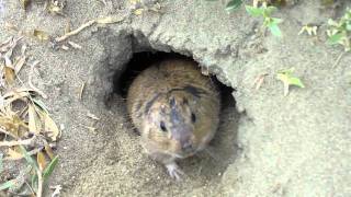 Tucotuco Ctenomys magellanicus en Punta Cantor [upl. by Radnaxela]