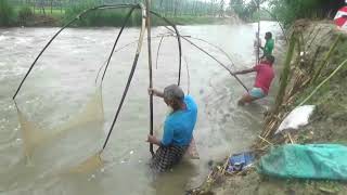 Amazing Fishing After rain  Traditional Village Net Fishing [upl. by Linder983]