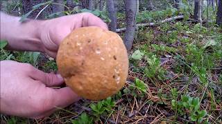 Colorado Mushroom Hunting The Aspen Bolete Leccinum Insigne [upl. by Damien368]