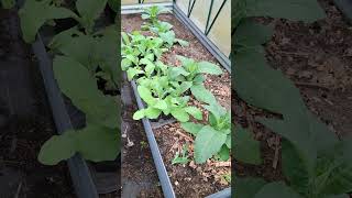 Tobacco Work In Progress tobacco tobaccotalk tobaccoproducts gardening growyourownfood [upl. by Anaicilef422]