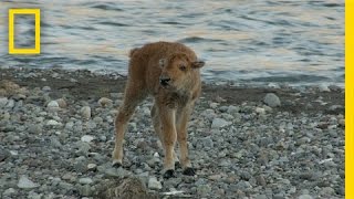 Baby Bison Takes on Wolf and Wins  Americas National Parks [upl. by Pros]