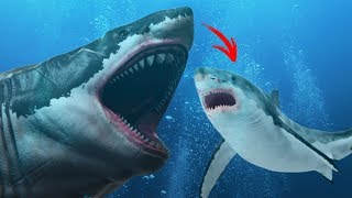 Did the Megalodon Turn Into the Great White [upl. by Talia]