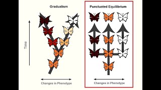 GRADUALISM vs PUNCTUATED EQUILIBRIUM EVOLUTION BY NS  LIFE SCIENCES G12 ThunderEduc  MSAIDI [upl. by Zellner959]