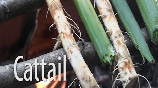 Survival Food  Cattail [upl. by Aisekal923]