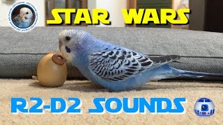 スターウォーズのR2D2をマネするおしゃべりインコのピピ（生後３ヶ月）Budgerigar talks like R2D2 sounds 039 [upl. by Damales935]