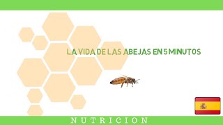 La vida de las abejas [upl. by Nemra]