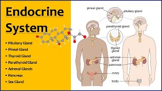 Endocrine System  Endocrine Glands  Function amp Location [upl. by Keryt262]