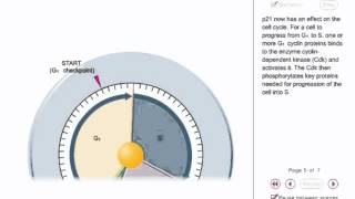 P53 animation  tumor supressor gene animation [upl. by Plante]