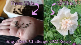 Growing Hollyhocks  From Seed to Flower  SingleSeedChallenge2022 Recap [upl. by Dyoll949]