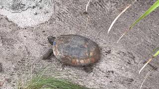 Gumbo Limbo Nature Center  Turtle in a HURRY to go back to Home [upl. by Fancy]