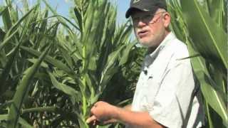 Ear Shake Test to Determine Corn Pollination Progress [upl. by Iridis]