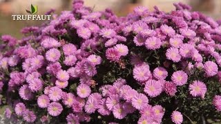 La taille des asters  Truffaut [upl. by Hugues]