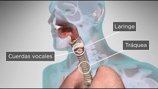 ¿Cómo el cuerpo humano produce la voz y el habla [upl. by Notyard]