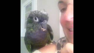 Max the Maximillian Pionus Talking [upl. by Estel620]