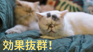 【528Hz】猫のための音楽｜猫が落ち着く。癒される音楽。 効果抜群！  猫が自然と眠るように作られたBGM [upl. by Rodie]