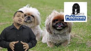 The Pekingese Dog  What You Should Know About A Standard Pekingese Breed [upl. by Aroled]