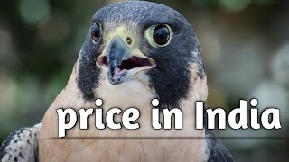 price of falcon in india [upl. by Derron]