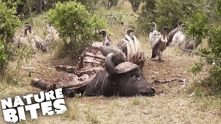 Vultures Swarm Wildebeest Carcass  Nature Bites [upl. by Minda]