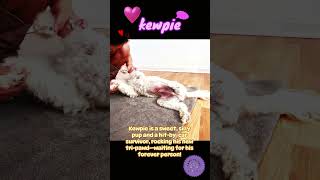 Adopt Kewpie the perfectly imperfect dog  🥰puppy tripod campcockerrescue doglover [upl. by Otxis463]