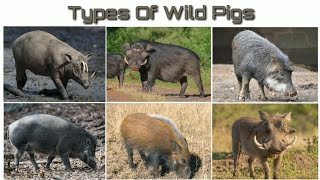 Pig Breeds [upl. by Amero736]