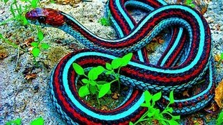 SNAKES AT VANDALUR ZOOvarious snakes [upl. by Nader835]