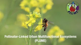 PollinatorLinked Urban Multifunctional Ecosystems PLUME [upl. by Spragens324]