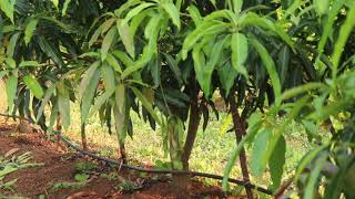 Ultra High Density KESAR Mango Plantation in Dharampur Gujarat [upl. by Dorman624]