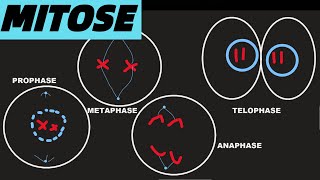 MITOSE einfach und kurze erklärt ABITUR PHASEN UND PROZESSE [upl. by Hanny555]