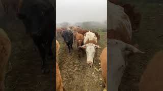 Cattle farm 2024 bullcalf farming cattlefarming cattlesfarming cowcalf cattlelove farm cow [upl. by Smallman]