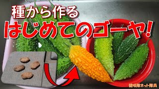 【ゴーヤ栽培】失敗しない種蒔き！家庭用プランターで大量のゴーヤを作る【誰でも簡単】ゴーヤチャンプル好き必見健啖隊ネット隊員 ykatsu [upl. by Harman127]