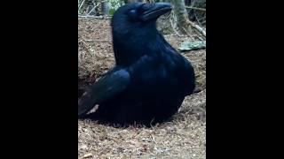 Crow why doing this like short intrestingfacts [upl. by Wagstaff]