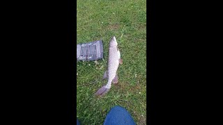 Session Brochet en Big BaitQuel leurre fera le plus GROS [upl. by Megan]