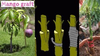 How to Propagate Fig Trees Easy and Effective [upl. by Refotsirhc484]