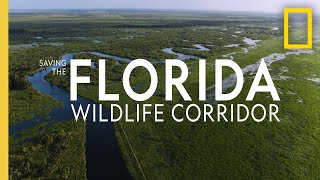 Saving the Florida Wildlife Corridor  National Geographic [upl. by Sewellyn]