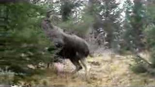 Moose chasing dog [upl. by Zednanref]