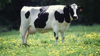 Why Does a Cow Chew its Cud [upl. by Repard]