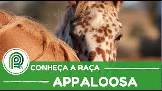 Conheça a história da raça de cavalo appaloosa [upl. by Nerua]