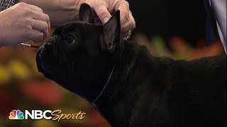 National Dog Show 2015 Best in Show Full Judging  NBC Sports [upl. by Albertson]