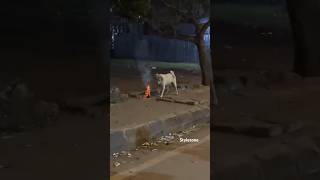 Dogs vs Diwali The Hilarious Struggle [upl. by Sayres]