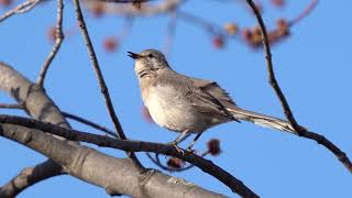 Moqueur Polyglotte ChantImitation  Northern Mockingbird SingingImitation Mimus Polyglottos  02 [upl. by Aitetel]