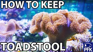 HOW TO KEEP TOADSTOOL CORAL  Sarcophyton sp [upl. by Schwitzer]