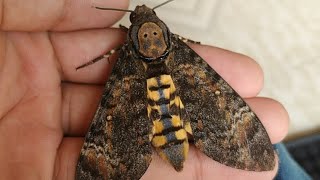 Eastern deaths head hawk moth [upl. by Nnayelsel335]