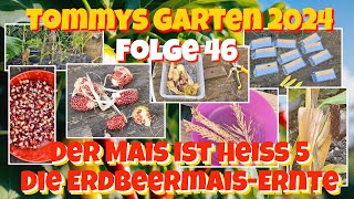 Tommys Garten 2024  Folge 46  Der Mais ist heiß 5  Die ErdbeermaisErnte [upl. by Aimee517]