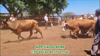 130 Vacas de Invernar [upl. by Alage]