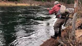 Metolius River Fly Fishing  Catching A Big Bull Trout [upl. by Ozzie795]