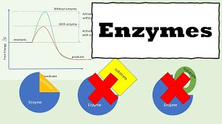 Enzymes  How Enzymes Work  Enzyme kinetics [upl. by Thurnau]