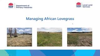 Managing African Lovegrass Webinar [upl. by Intihw]